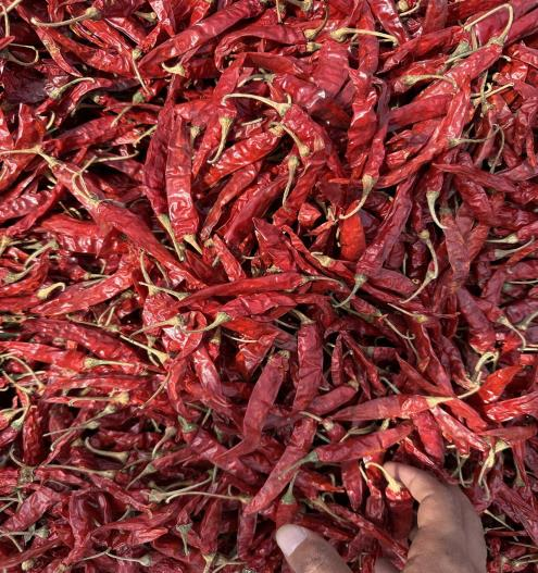 干辣椒 带把干辣椒