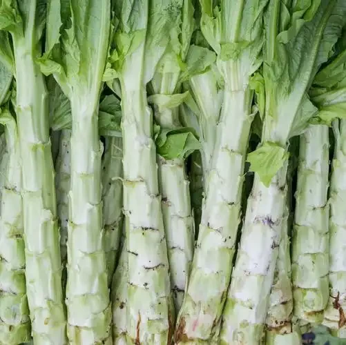 莴笋 贵州产