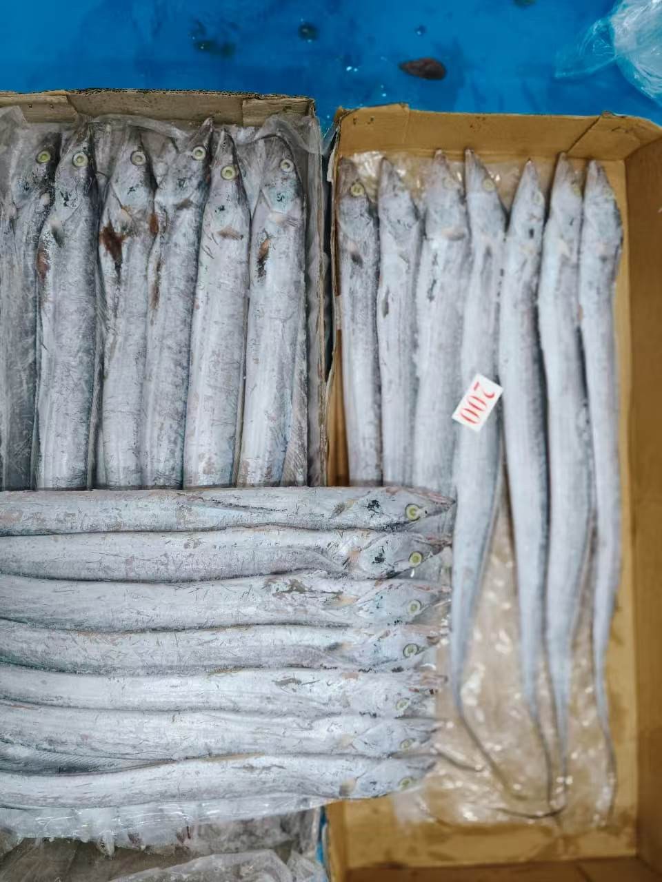 冷冻带状鱼 印度  B级品