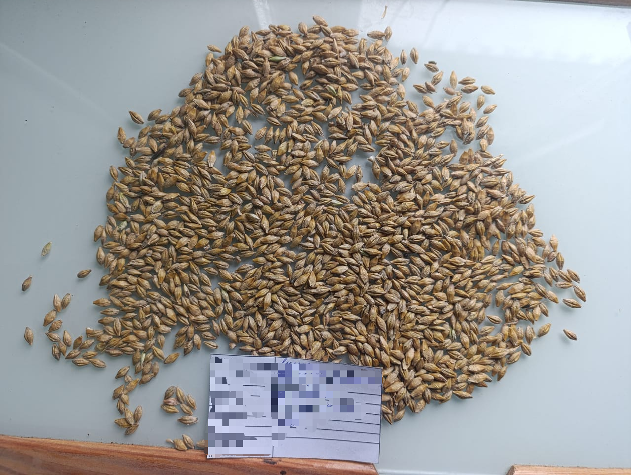 大麦 哈萨克斯坦